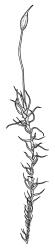 Dicranella dietrichiae, shoot with capsule, moist. Drawn from K.W. Allison 631, CHR 532232.
 Image: R.C. Wagstaff © Landcare Research 2018 